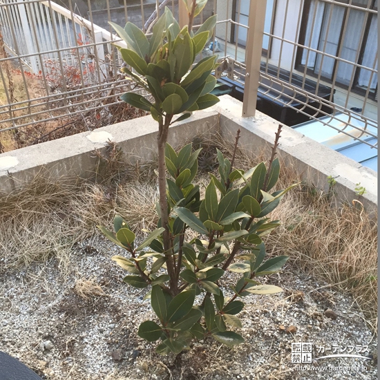 岐阜県関市オリーブと月桂樹（ローリエ）の植樹風景