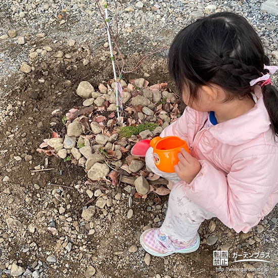 記念樹に水やりをする様子