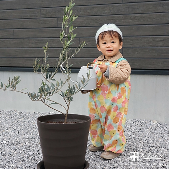 記念樹オリーブに水やりをする様子
