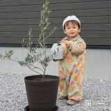 記念樹オリーブに水やりをする様子