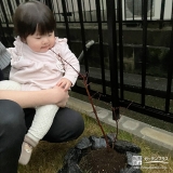 もみじ（カエデ）と記念撮影①