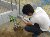 兵庫県神戸市垂水区レモンの植樹風景