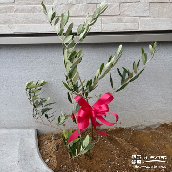 植樹したオリーブ