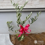 植樹したオリーブ