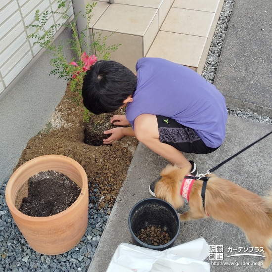 記念樹シマトネリコの植樹の様子