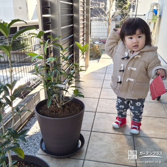 四季咲きモクセイ・キンモクセイと記念撮影