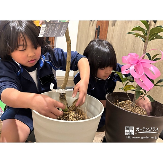 記念樹レモン・キンモクセイの植樹の様子