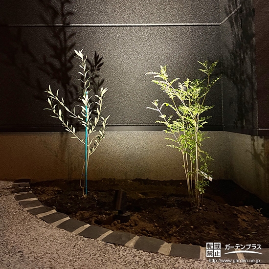 記念樹のシマトネリコ・オリーブ