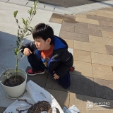 記念樹オリーブの植樹の様子