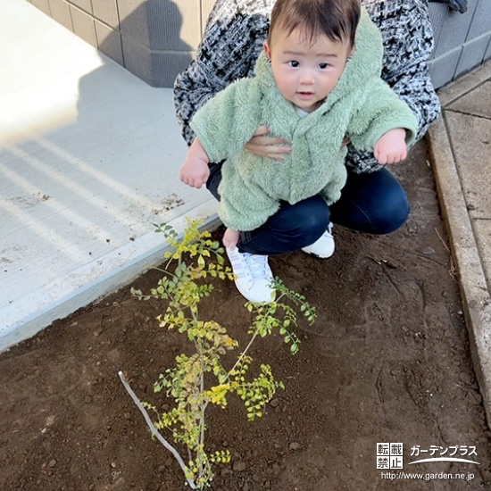 シマトネリコと記念撮影②