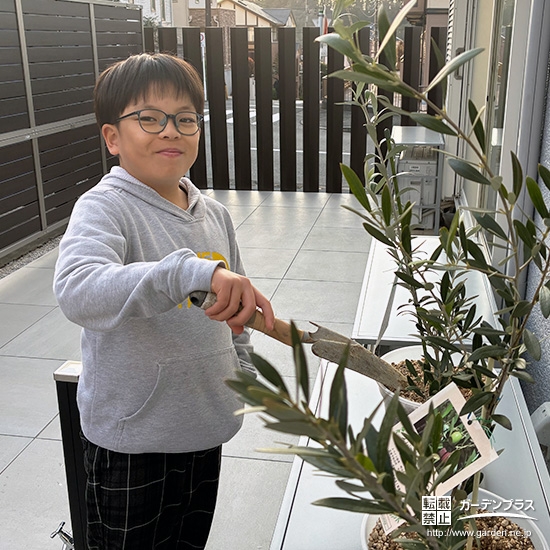 記念樹オリーブの植樹の様子