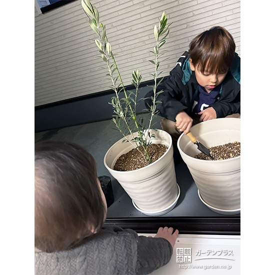 記念樹ソテツ・オリーブの植樹の様子