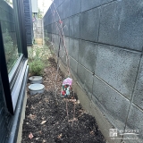 植樹した記念樹ジューンベリー