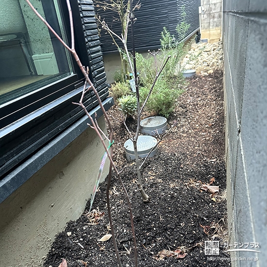 植樹した記念樹ハナミズキ