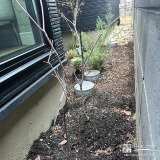 植樹した記念樹ハナミズキ