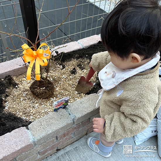 記念樹ブルーベリーの植樹の様子②
