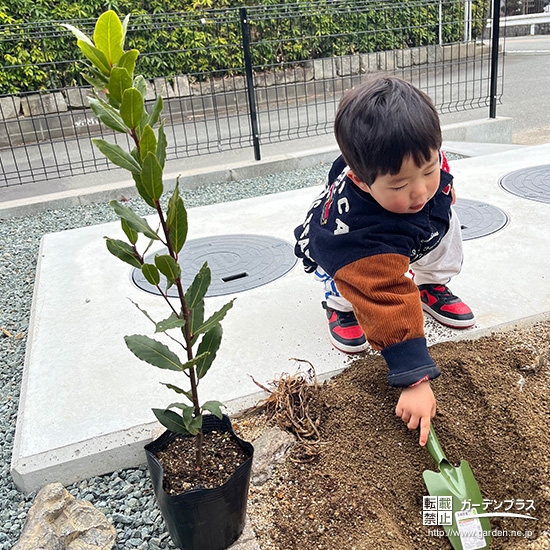 記念樹月桂樹(ローリエ)の植樹の様子