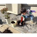 記念樹ビバーナムティヌスの植樹の様子