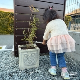 記念樹シマトネリコに水やりをする様子