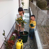 大阪府池田市レモンとキンカンの植樹風景