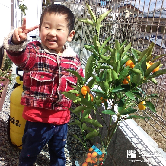 大阪府池田市レモンとキンカンの植樹風景