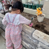 記念樹ユキヤナギの植樹の様子⑥