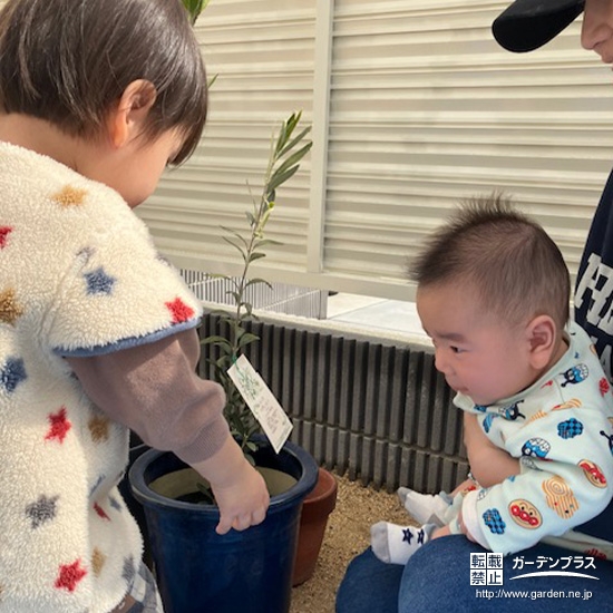 記念樹オリーブの植樹の様子