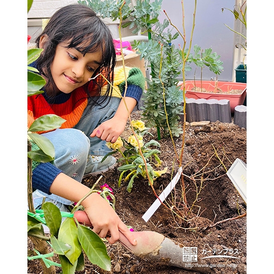 記念樹ブルーベリーの植樹の様子②