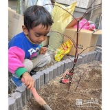 記念樹もみじ（カエデ）の植樹の様子①