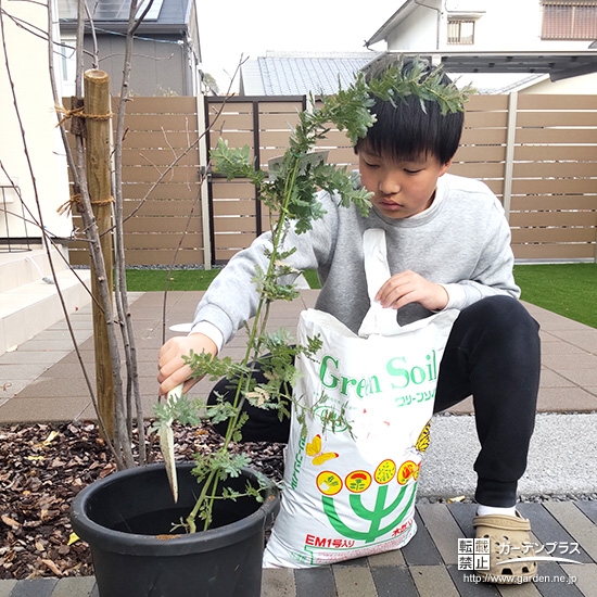 記念樹ミモザの植樹の様子