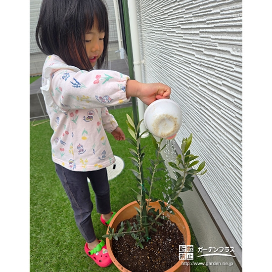 記念樹オリーブに水やりをする様子