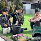 記念樹オリーブの植樹の様子