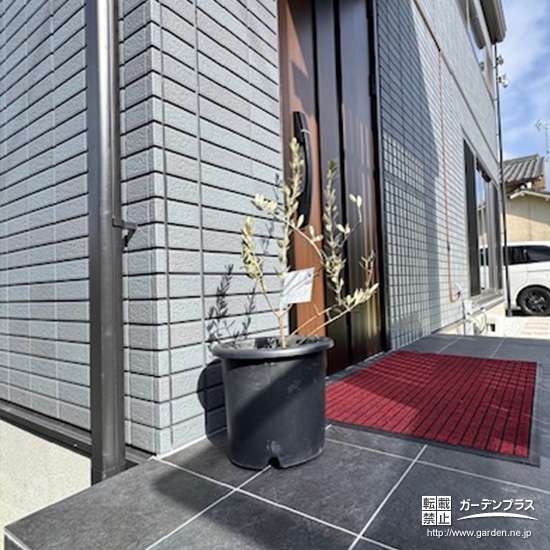 植樹したオリーブ