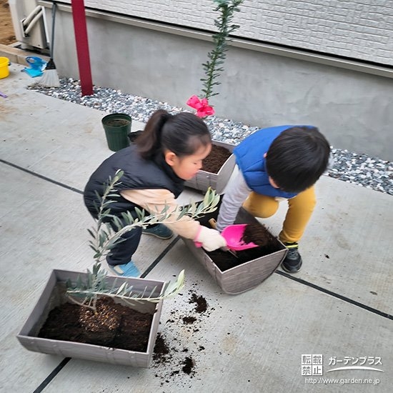 記念樹オリーブの植樹の様子