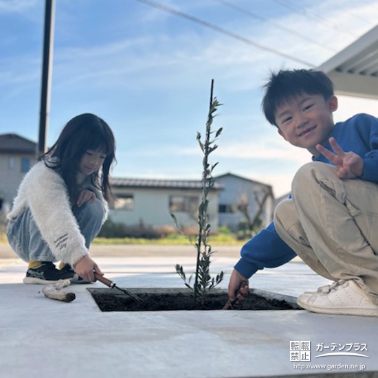 記念樹オリーブの植樹の様子