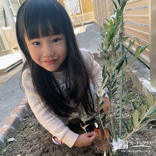 記念樹オリーブの植樹の様子②