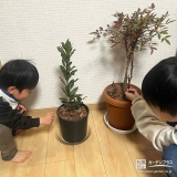 ローリエ（月桂樹）・ナンテンと記念撮影②