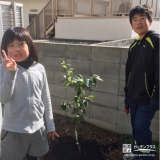 兵庫県神戸市垂水区レモンとオリーブの植樹風景