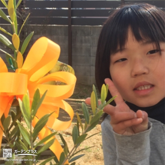 兵庫県神戸市垂水区レモンとオリーブの植樹風景