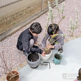 記念樹バイカウツギ・ユキヤナギの植樹の様子