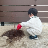 記念樹もみじ（カエデ）に水やりをする様子