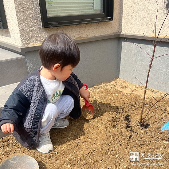 記念樹もみじ(カエデ)の植樹の様子