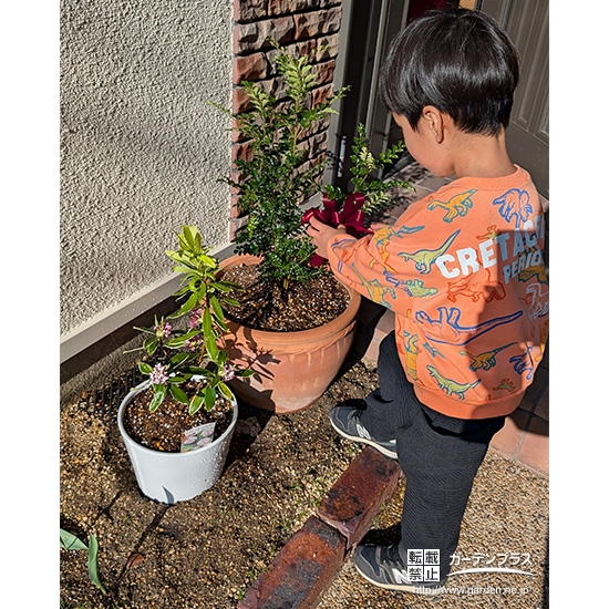 記念樹シマトネリコの植樹の様子