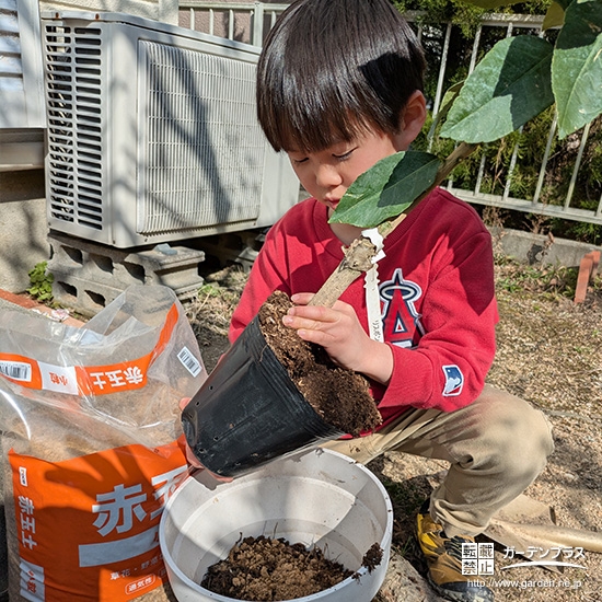 記念樹レモンの植樹の様子