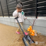 記念樹もみじ（カエデ）の植樹の様子