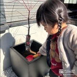 もみじ（カエデ）の植樹の様子