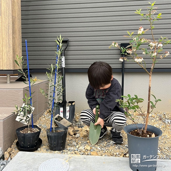 記念樹オリーブ・ブルーベリーの植樹の様子