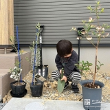 記念樹オリーブ・ブルーベリーの植樹の様子