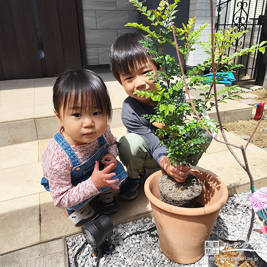記念樹シマトネリコの植樹の様子