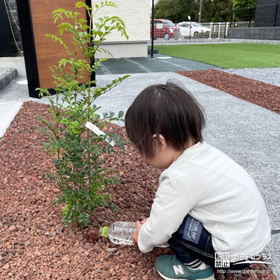 記念樹シマトネリコに水やりをする様子